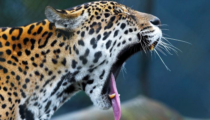 Foto: Denis Ferreira Netto/SEDEST  IAT promove capacitação de agentes para atendimento a ocorrências com grandes felinos